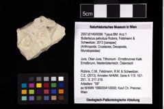 NHMW-GEO-2007z0149-0096_Ol_01.tifBullariscus patruliusi (Robins, Feldmann & Schweitzer, 2013)  (NHMW-GEO-2007z0149-0096)